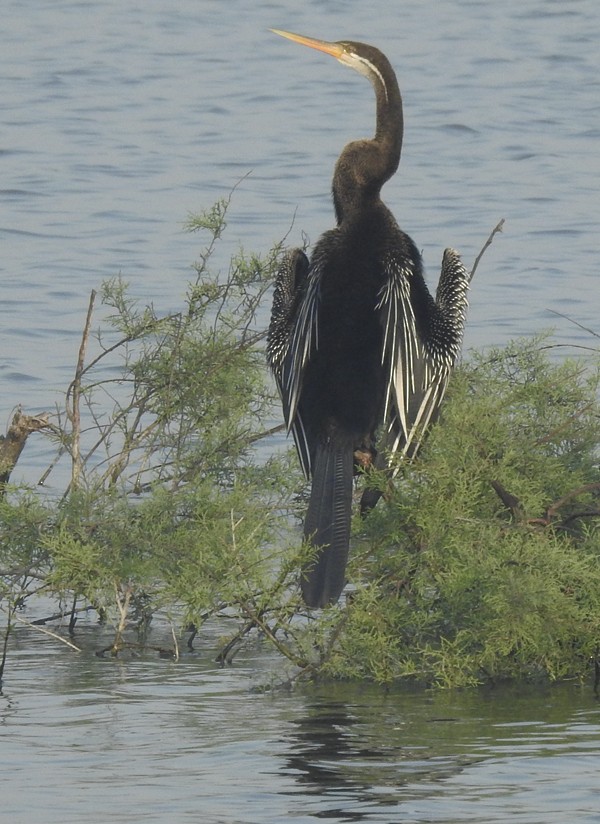 Anhinga Asiática - ML647448786