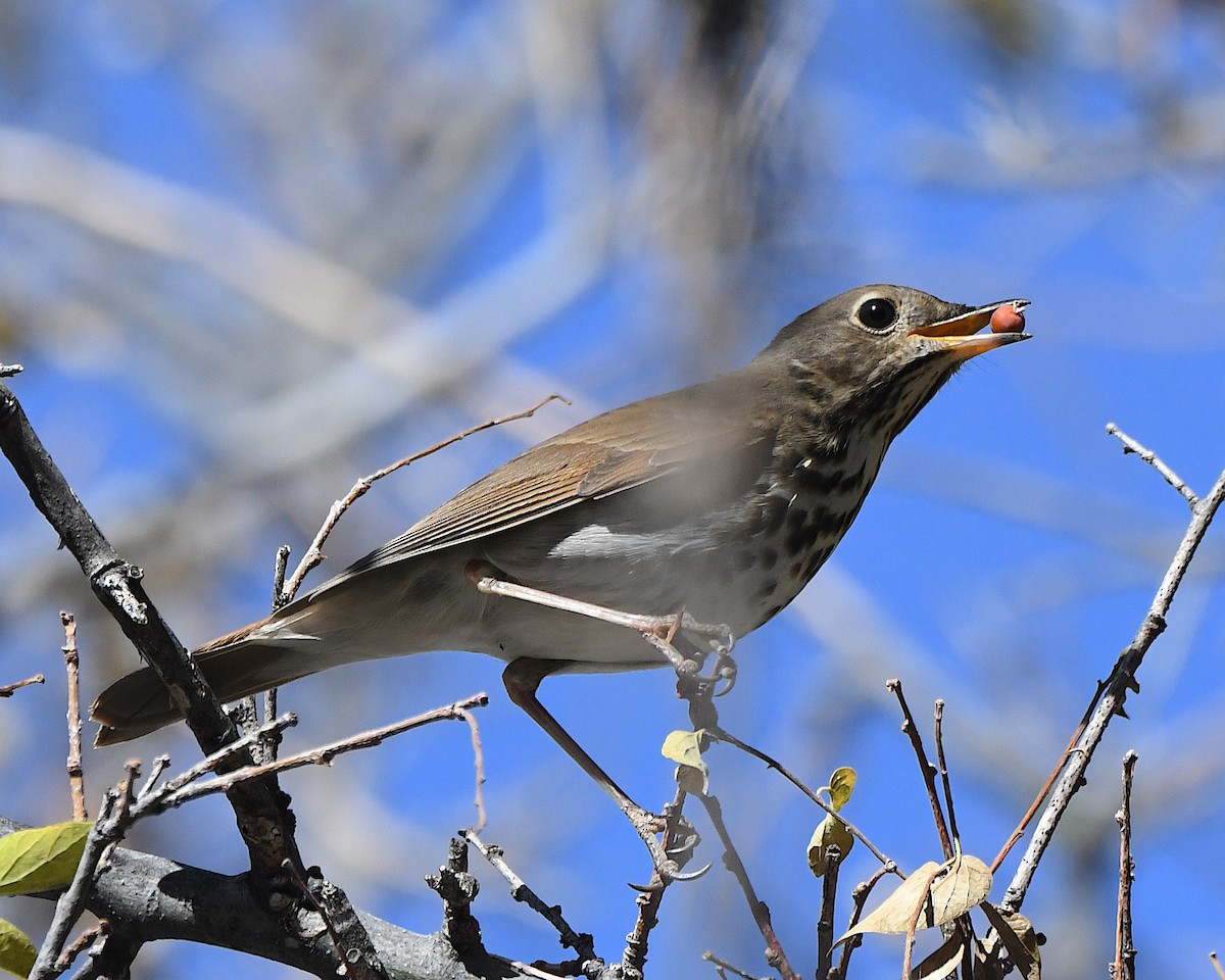 Zorzalito Colirrufo - ML647448792
