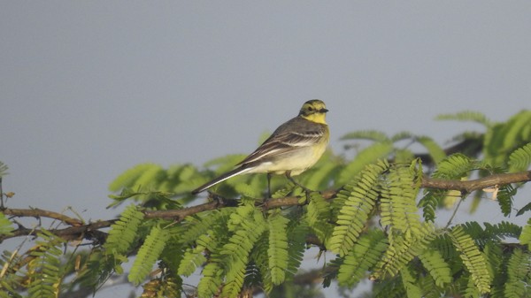 Citrine Wagtail - ML647448798