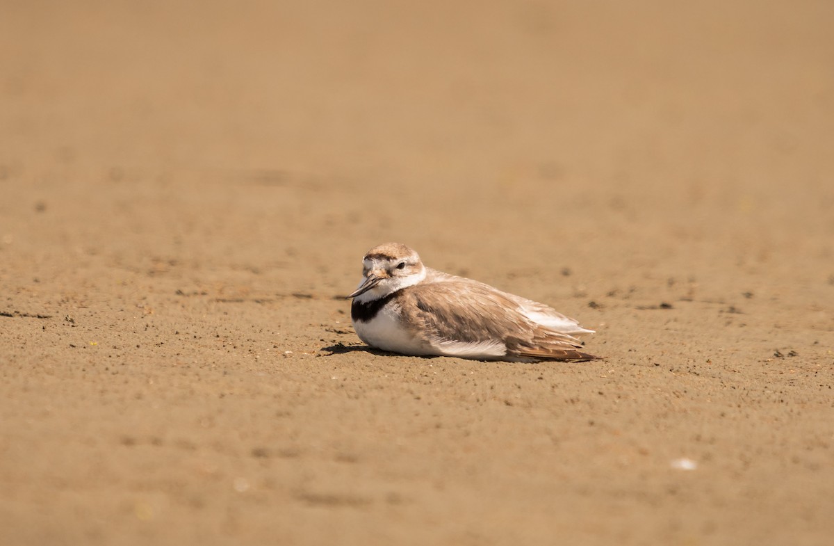 Wrybill - ML647448799