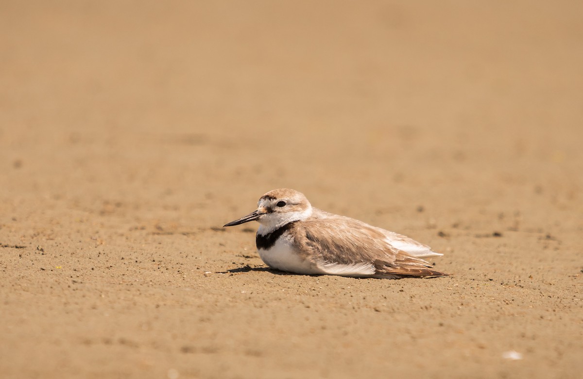 Wrybill - ML647448800