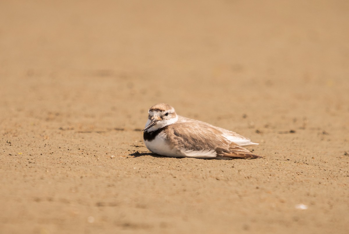 Wrybill - ML647448801