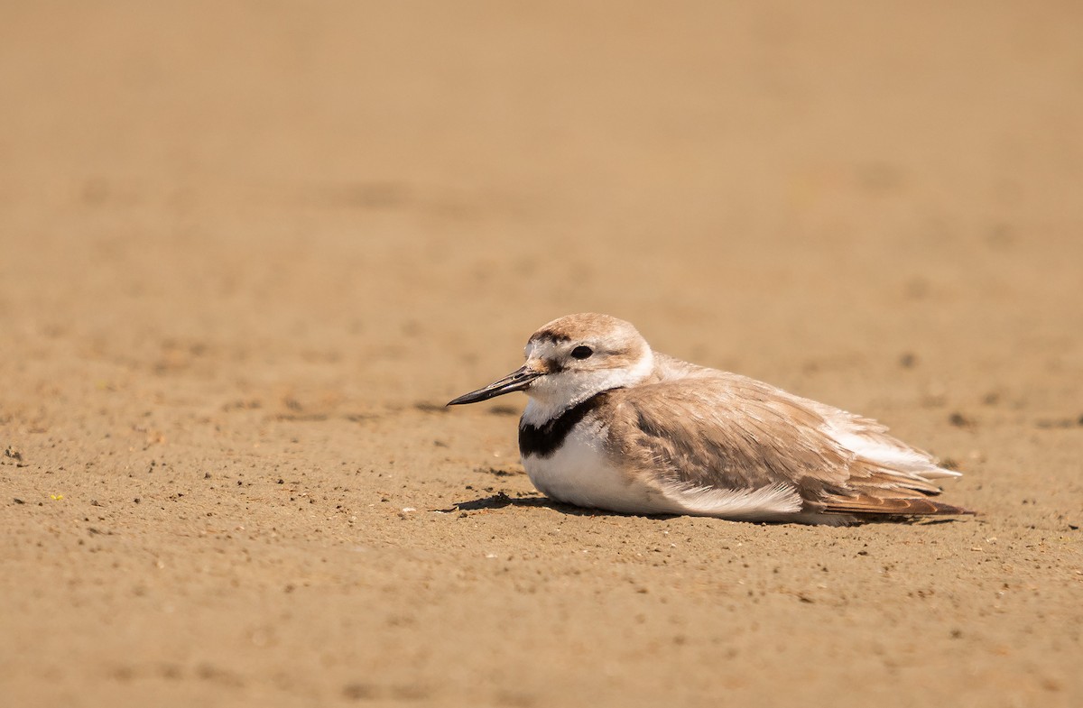 Wrybill - ML647448802