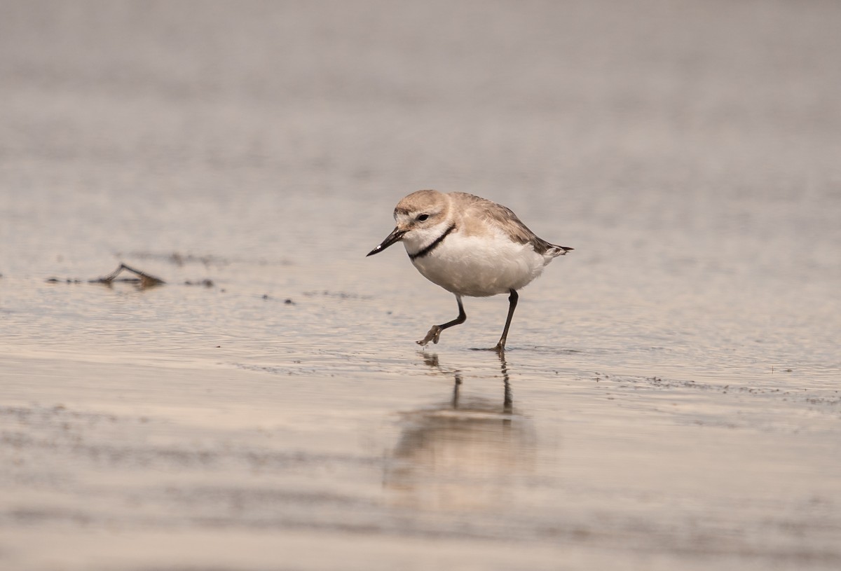 Wrybill - ML647448803