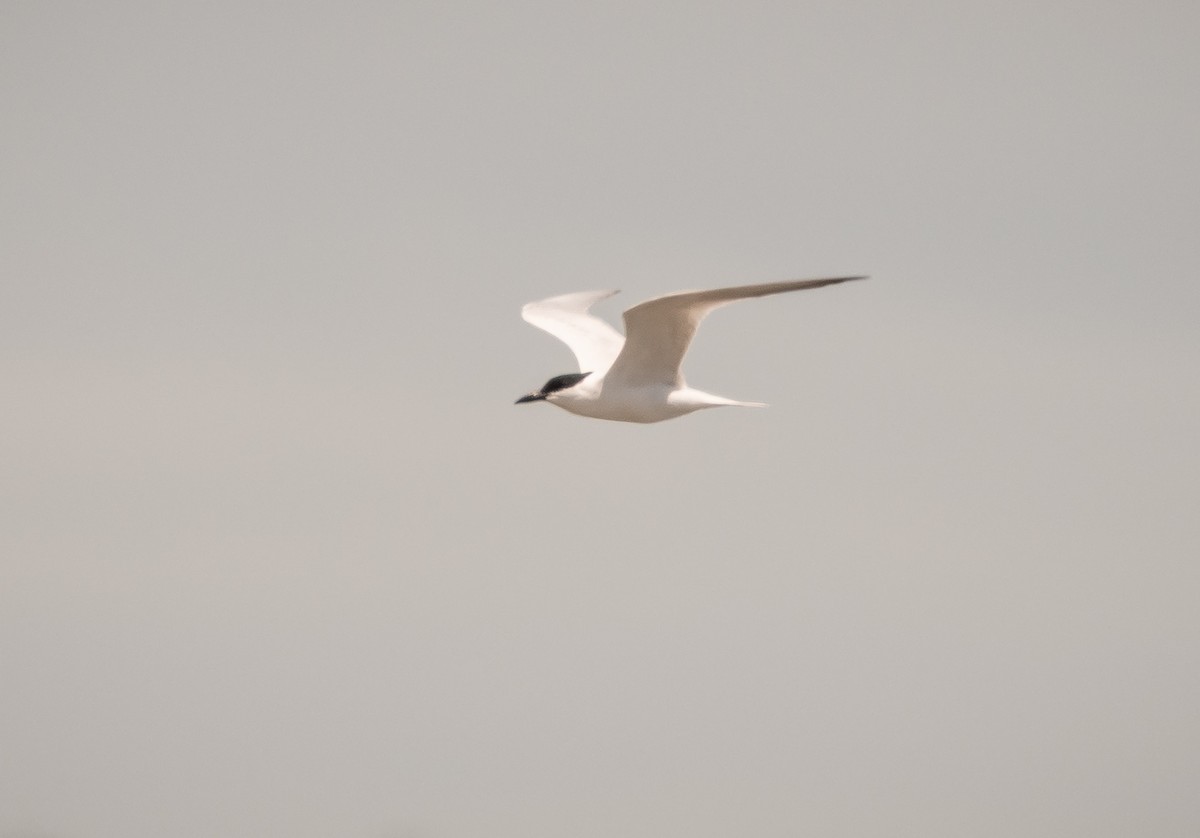 Australian Tern - ML647448806