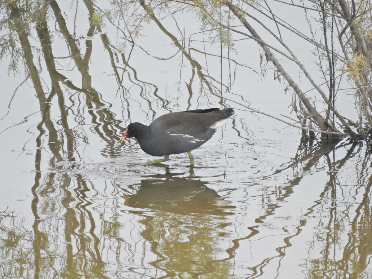 Курочка латиноамериканська - ML647448807