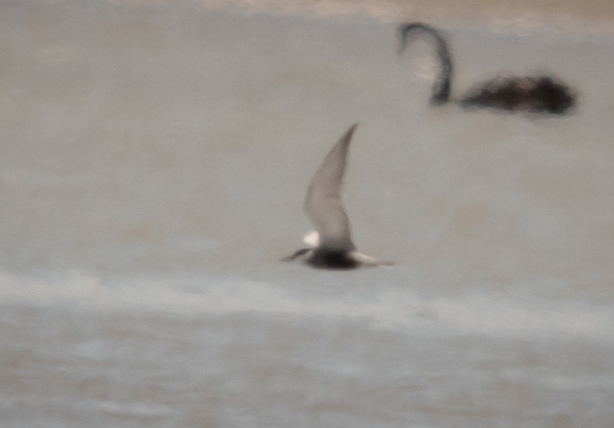 Itsas enara musuzuria - ML647448810