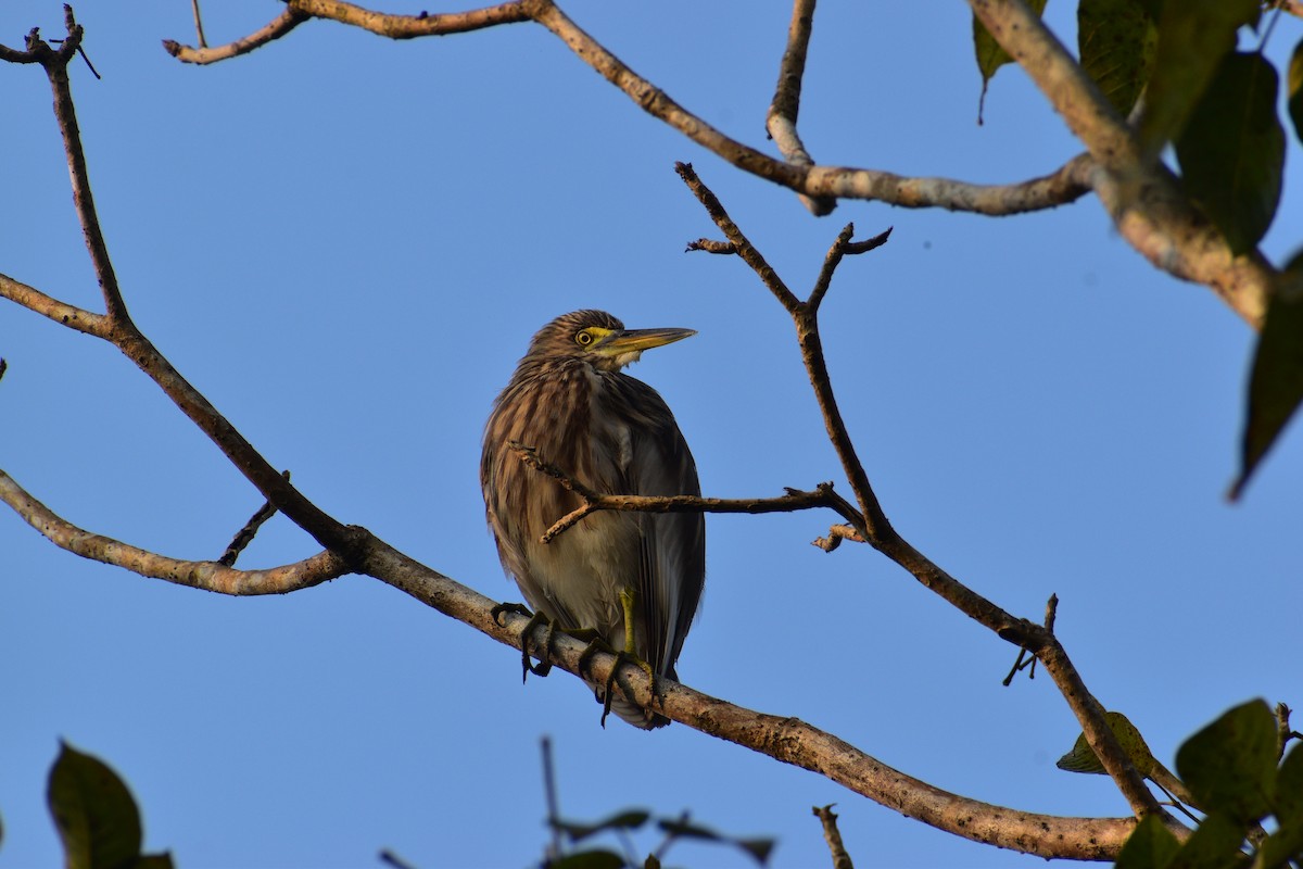 Indian Pond-Heron - ML647448816