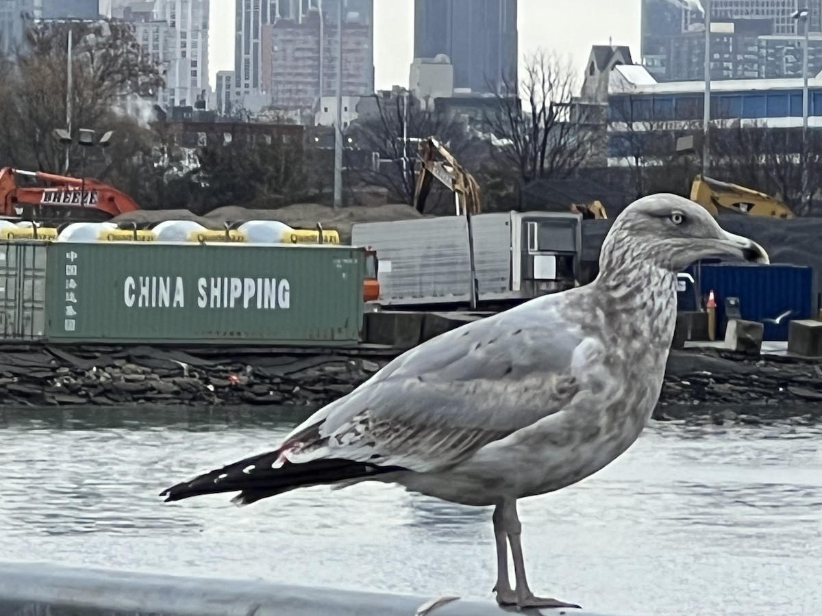 American Herring Gull - ML647448817