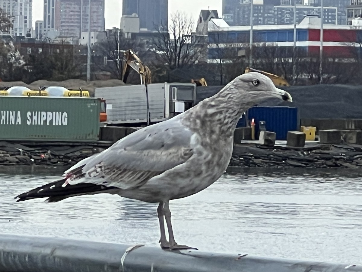 American Herring Gull - ML647448818