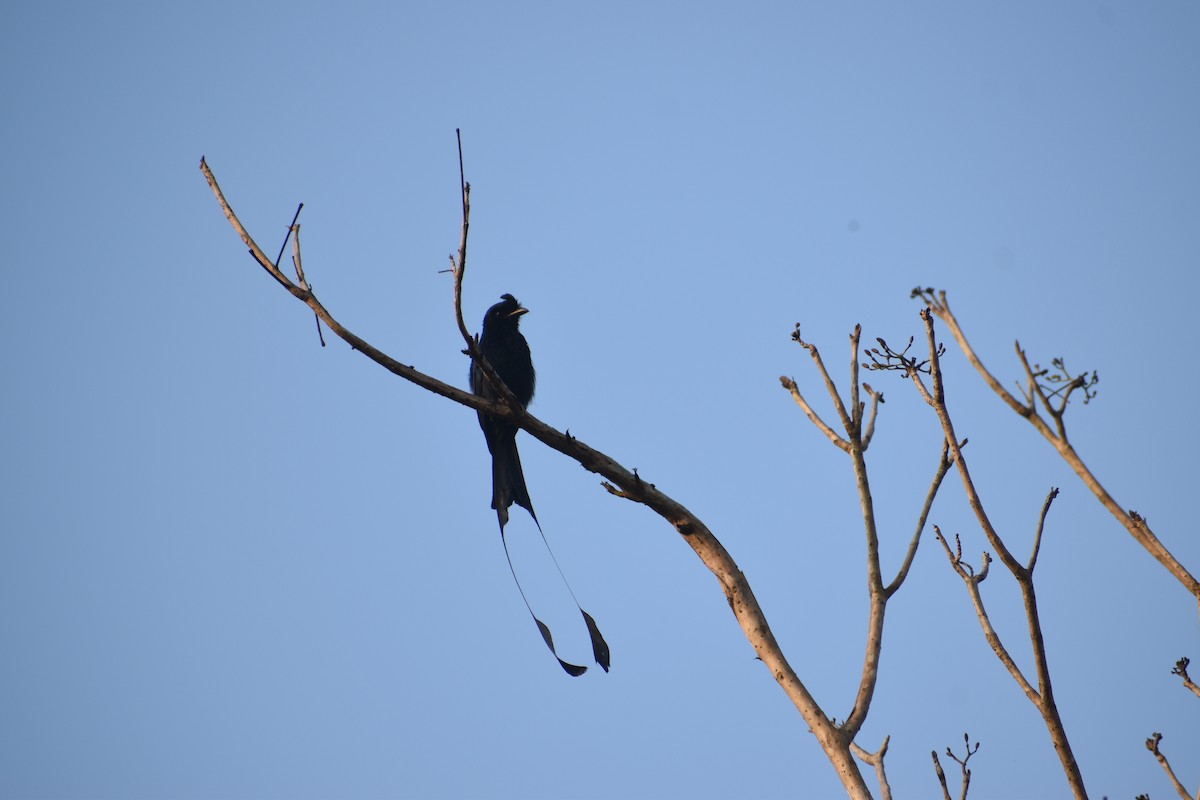 Greater Racket-tailed Drongo - ML647448820