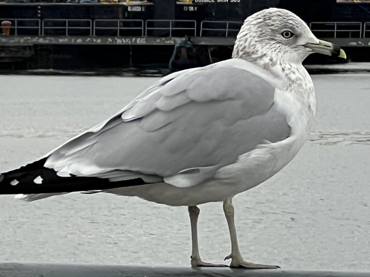 Ring-billed Gull - ML647448827