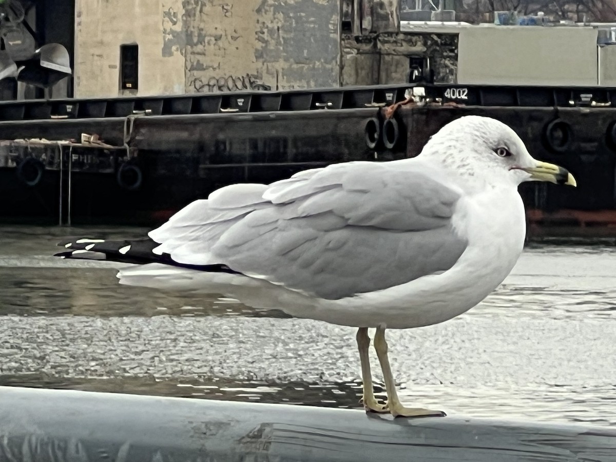 Ring-billed Gull - ML647448828