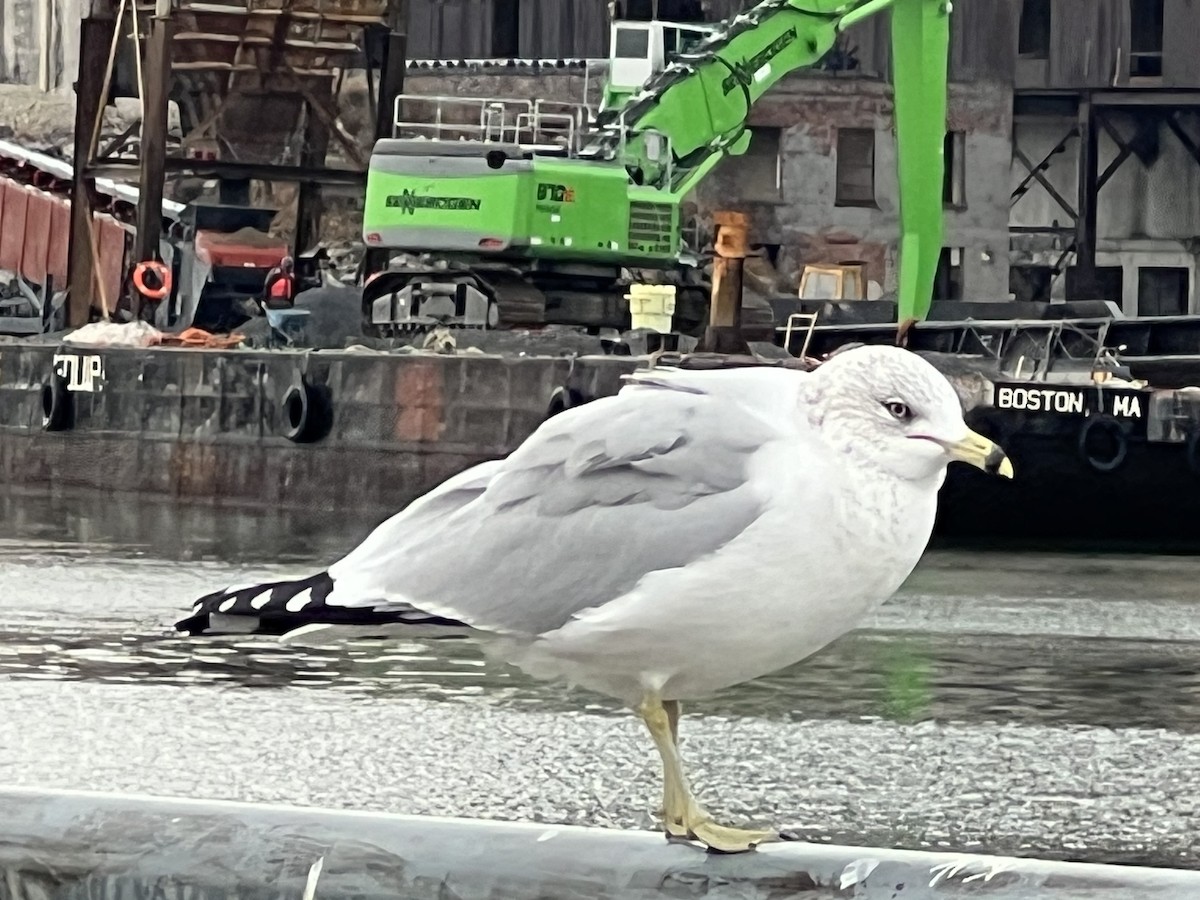 Ring-billed Gull - ML647448829