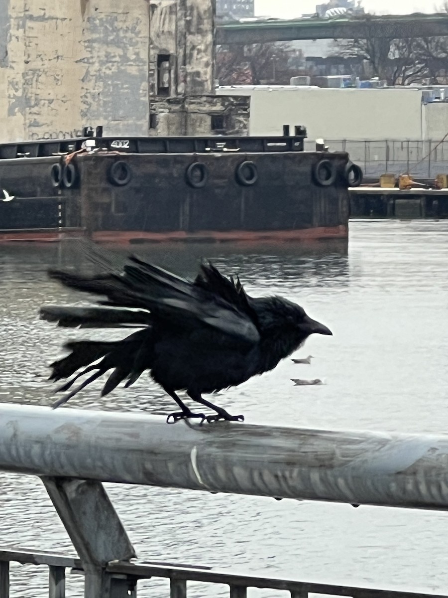 ウオガラス - ML647448837