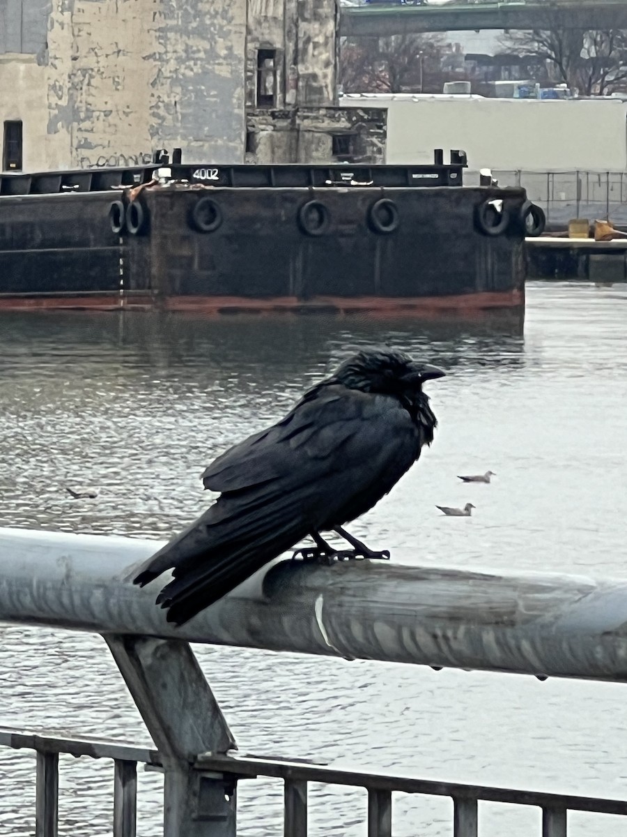 ウオガラス - ML647448838