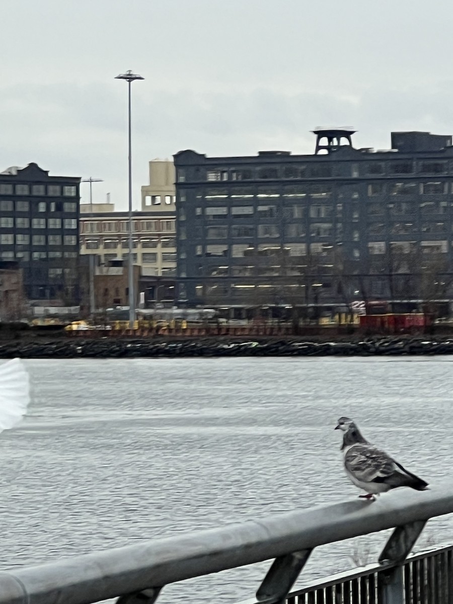 Rock Pigeon (Feral Pigeon) - ML647448840