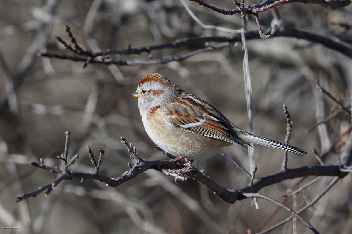 American Tree Sparrow - ML647448856