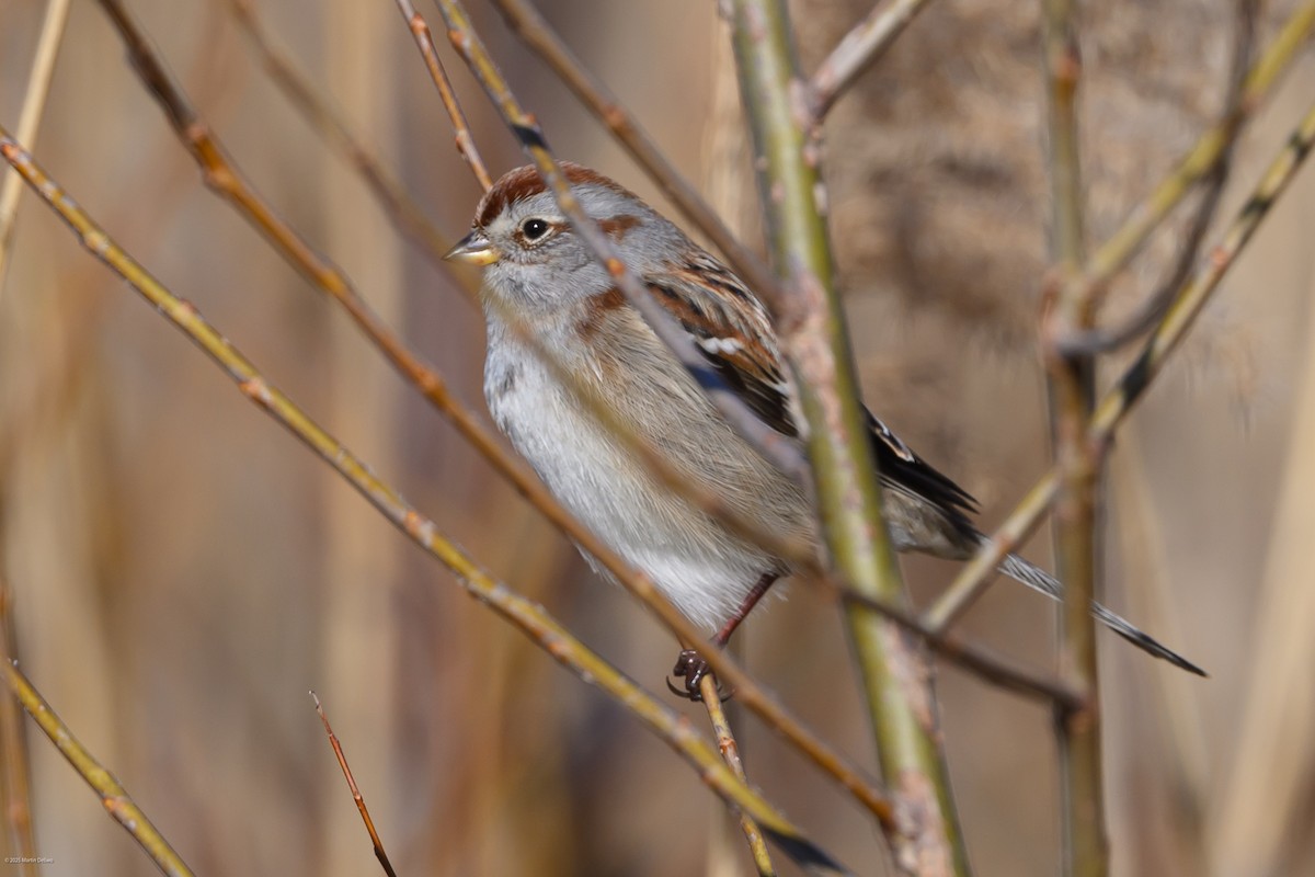 American Tree Sparrow - ML647448857