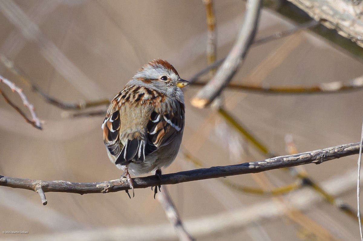 American Tree Sparrow - ML647448858