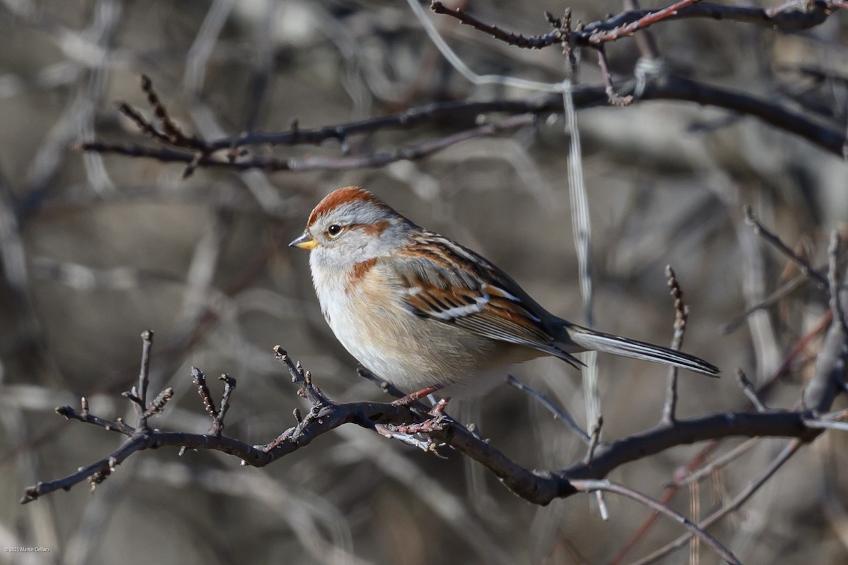 American Tree Sparrow - ML647448859