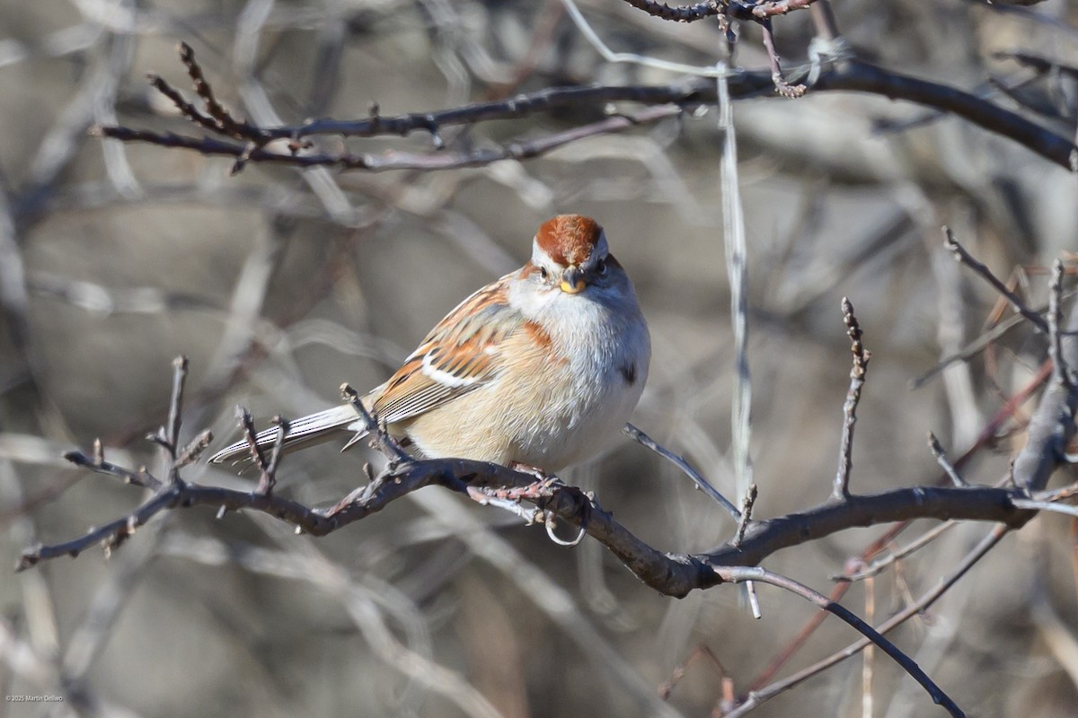 American Tree Sparrow - ML647448860