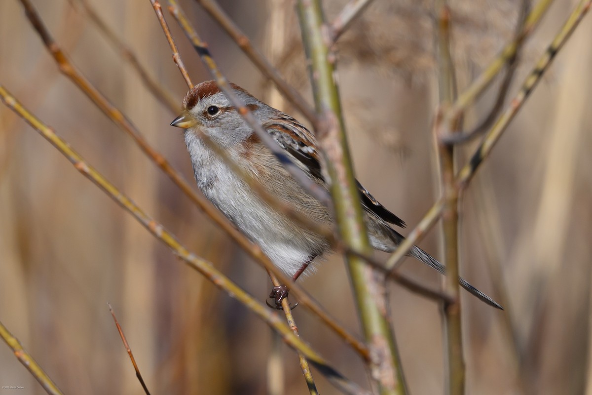 American Tree Sparrow - ML647448861