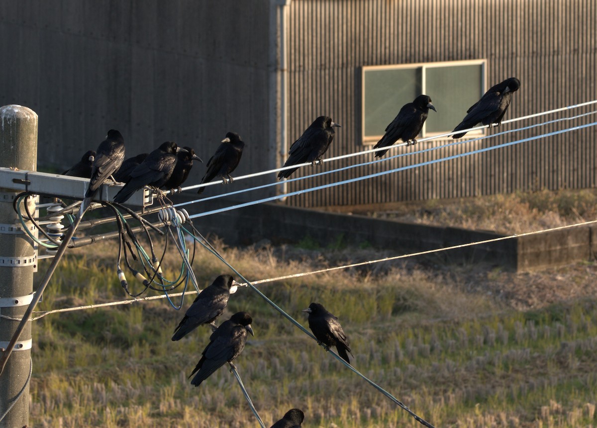 Ekin Kargası - ML647448865