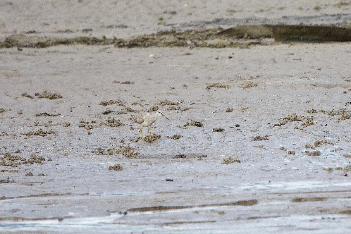 Kuliska siberiarra - ML647448866