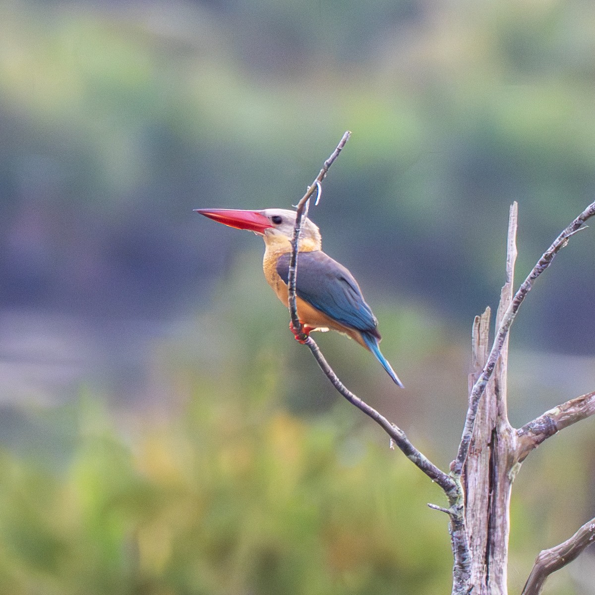 Гуріал смарагдовокрилий - ML647448870