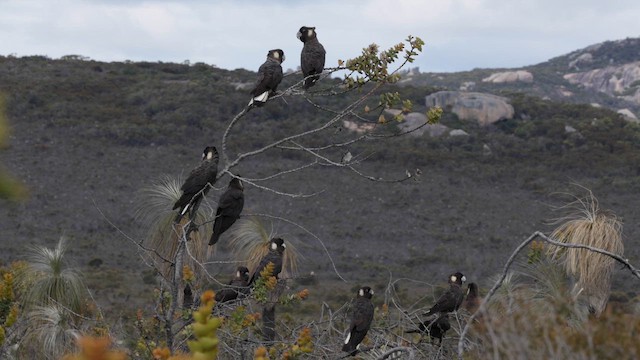 Carnaby's Black-Cockatoo - ML647448873