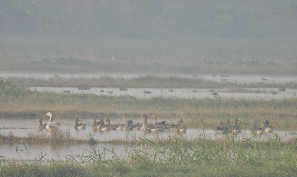 Antzara muturzuria - ML647448875