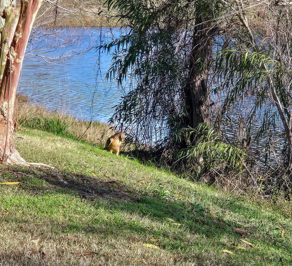 Red-shouldered Hawk - ML647448877