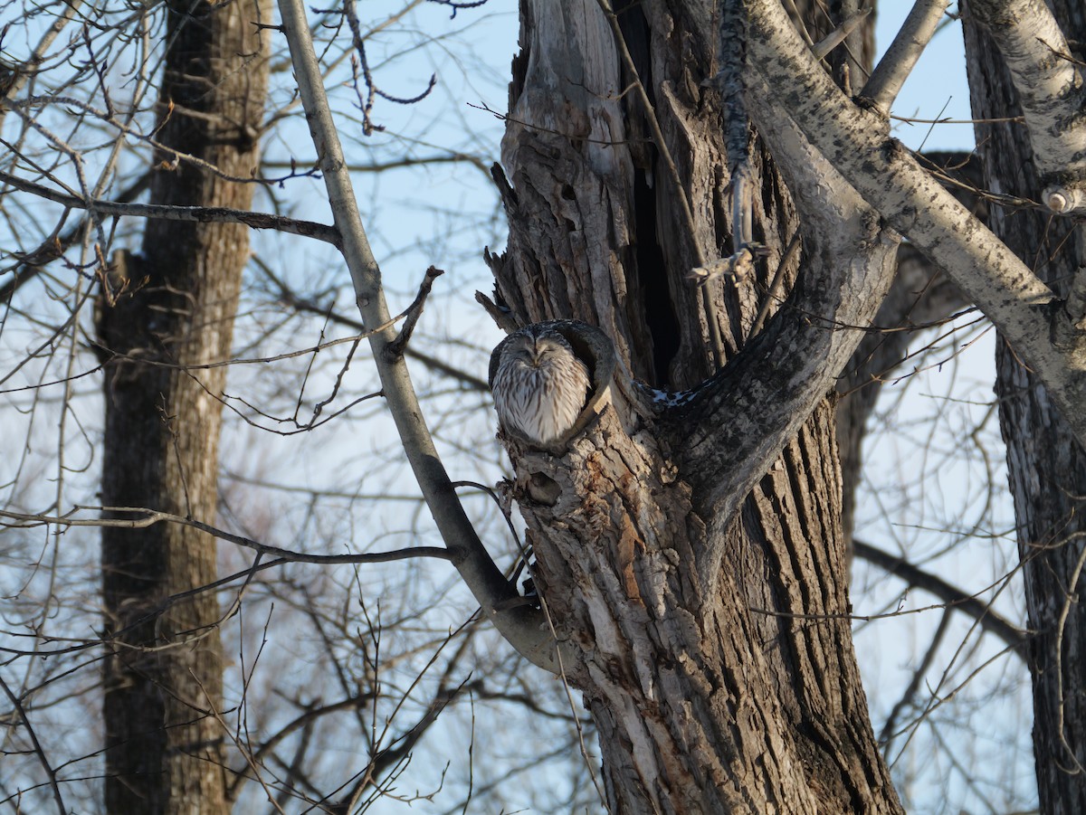 Urubi uraldarra - ML647448884