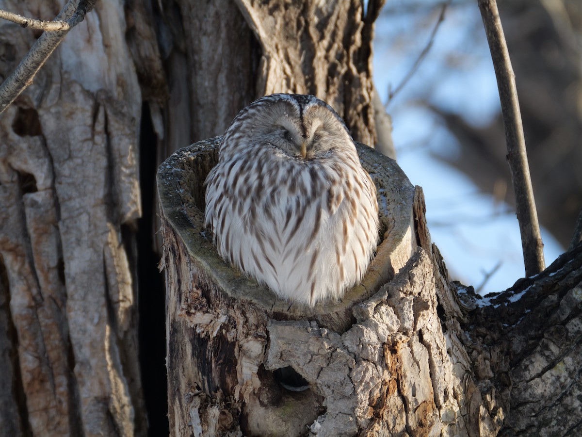 Urubi uraldarra - ML647448885