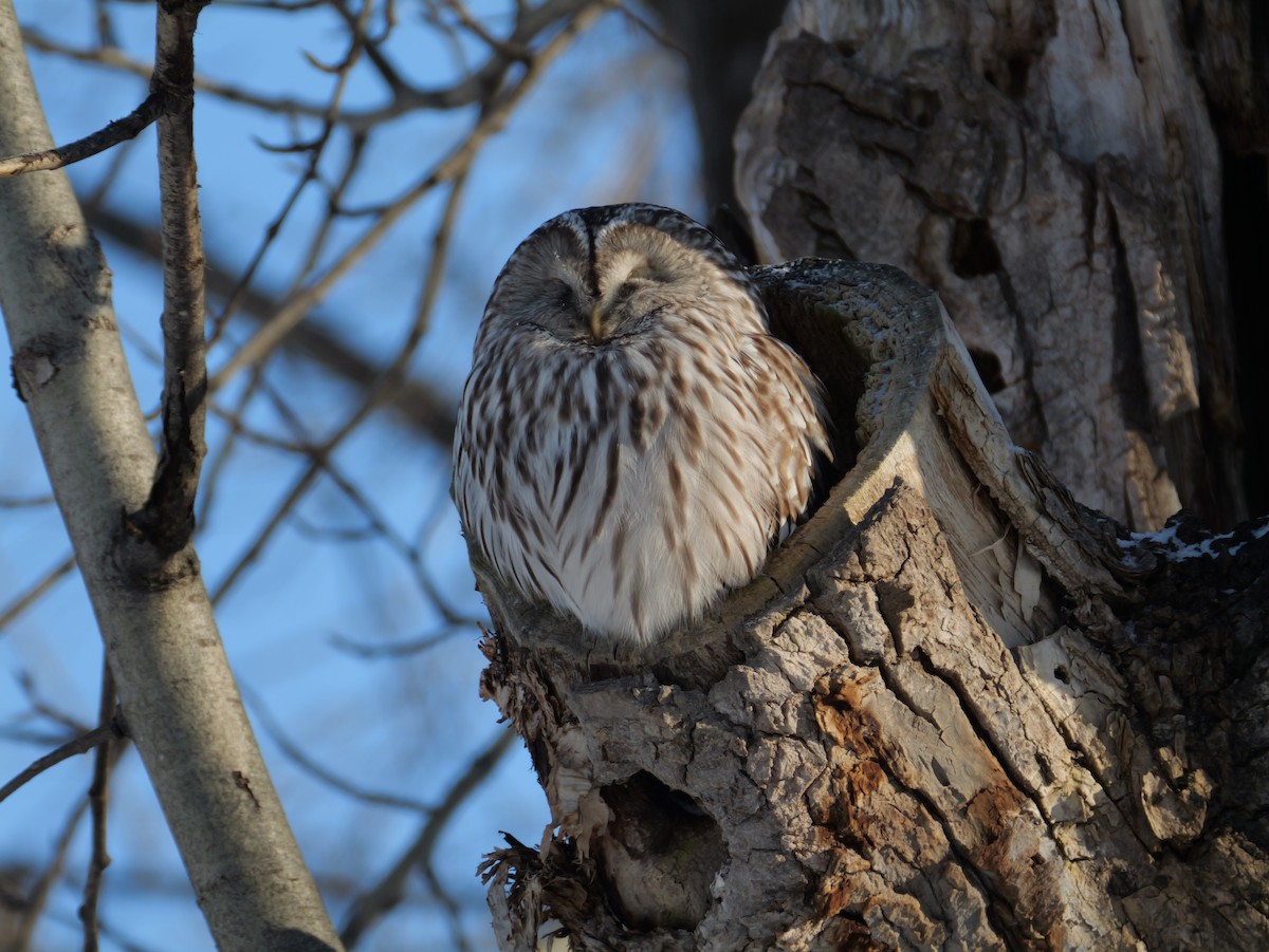 Urubi uraldarra - ML647448886