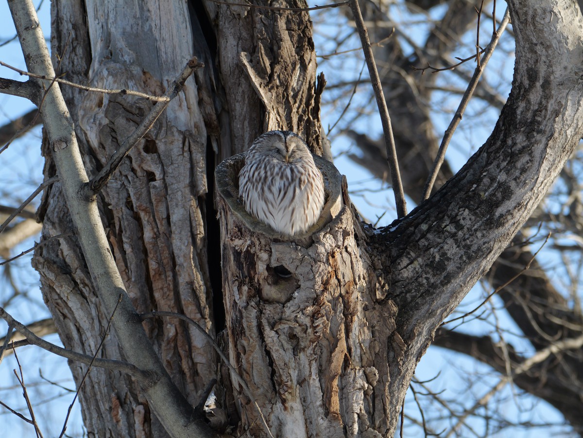 Urubi uraldarra - ML647448887