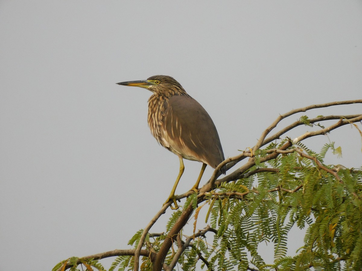 Indian Pond-Heron - ML647448888