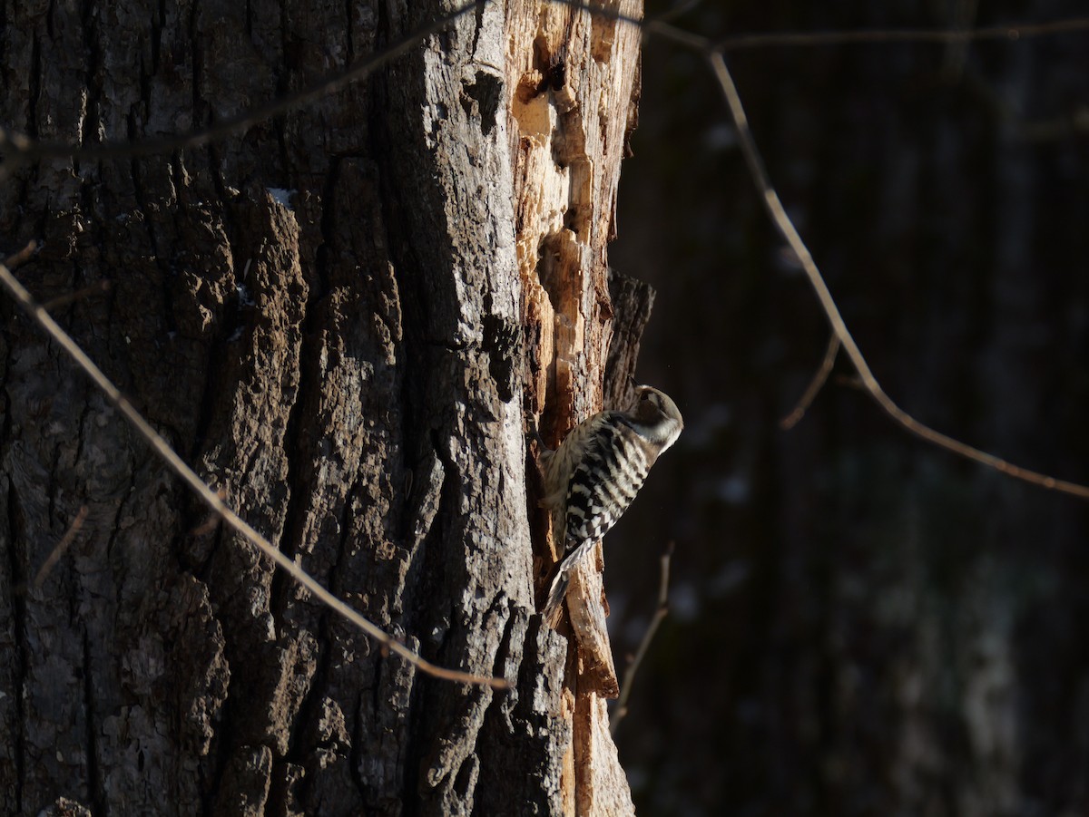 Japanese Pygmy Woodpecker - ML647448889