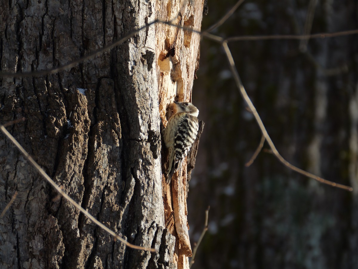 Japanese Pygmy Woodpecker - ML647448890