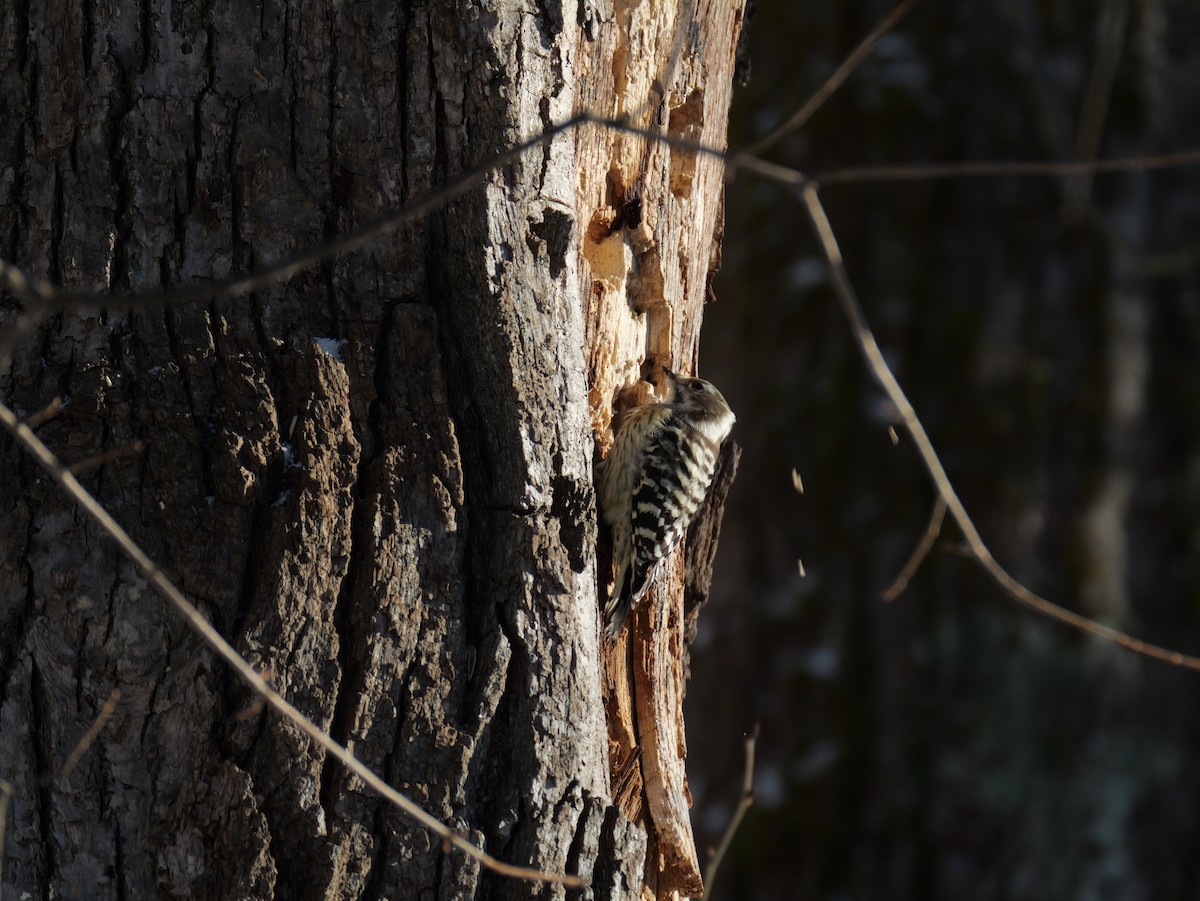 Japanese Pygmy Woodpecker - ML647448891