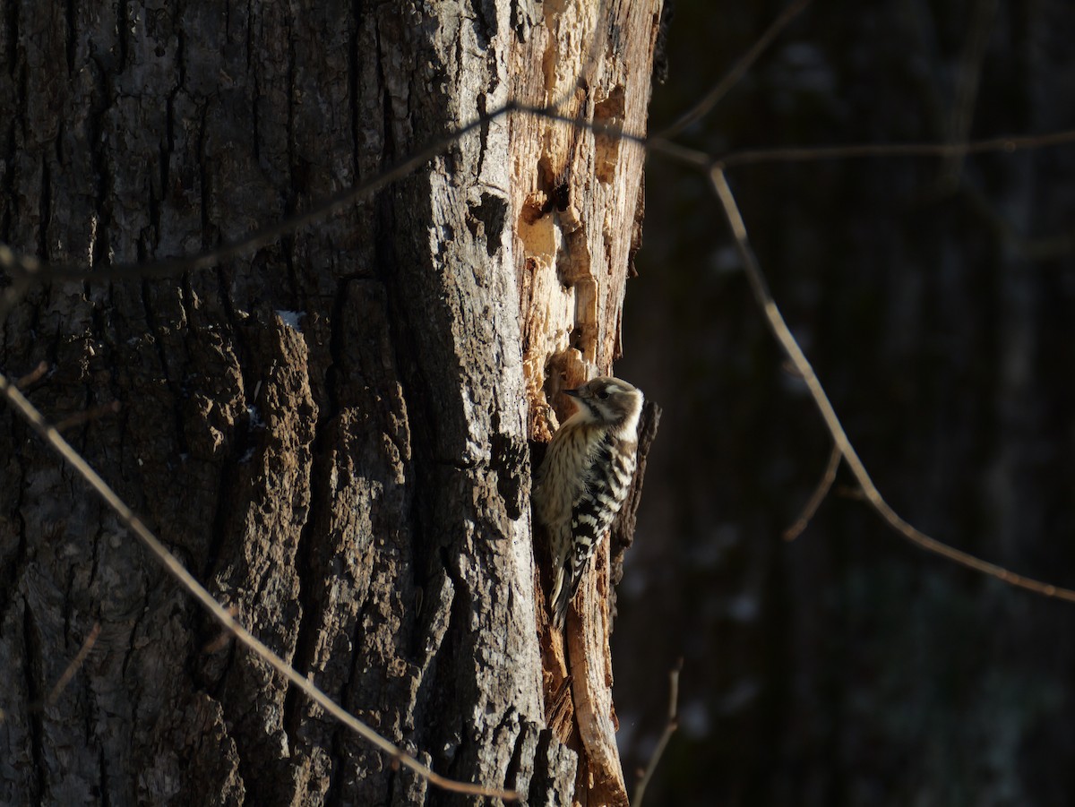 Japanese Pygmy Woodpecker - ML647448892