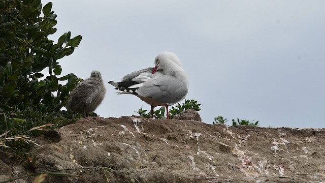 Zilar-antxeta - ML647448893