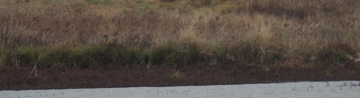 Zertzeta arrunta - ML647448894