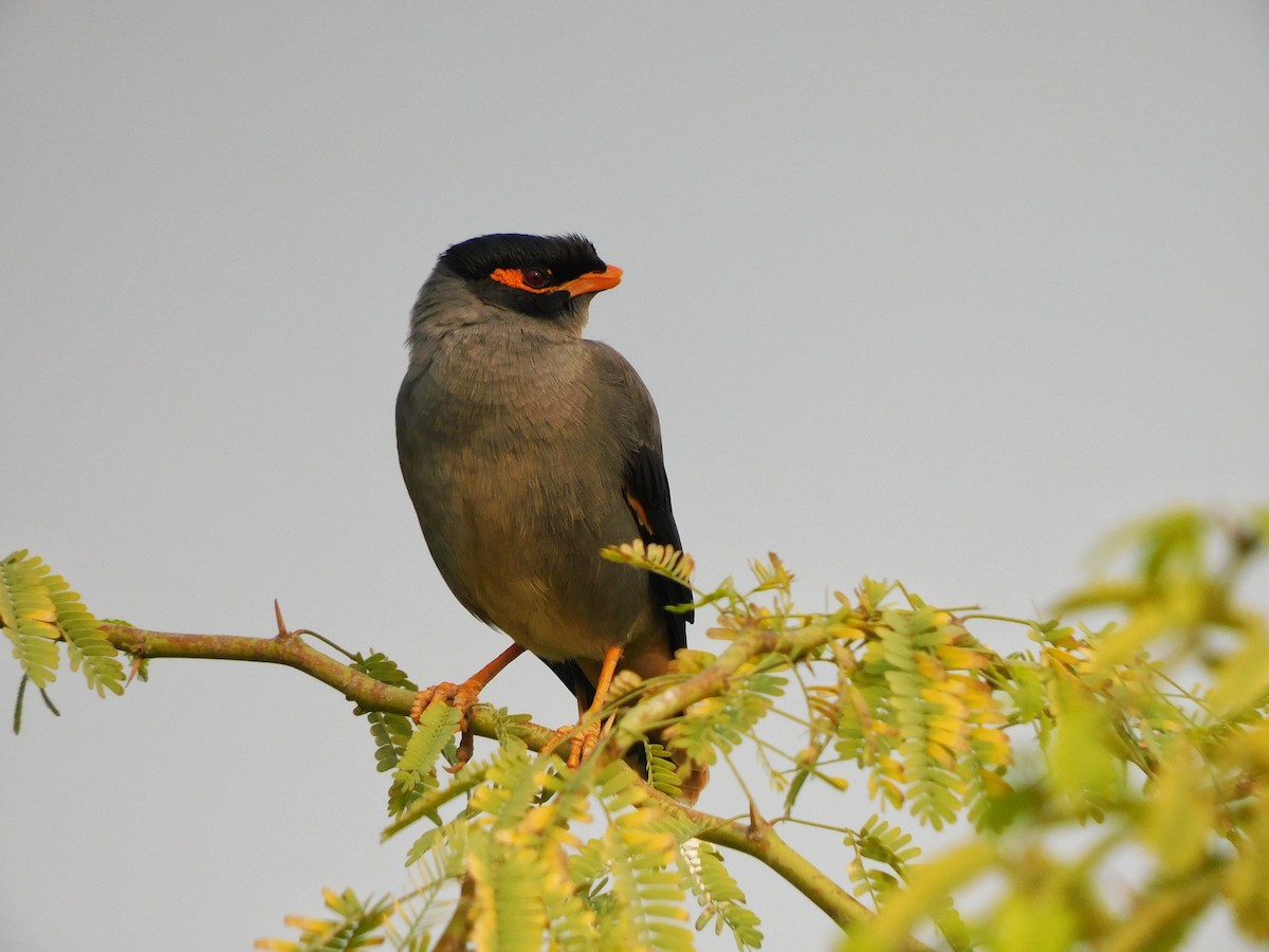 Bank Myna - ML647448900