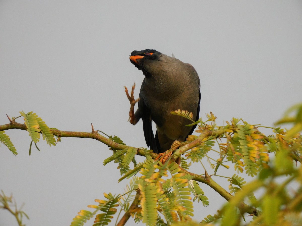 Bank Myna - ML647448901