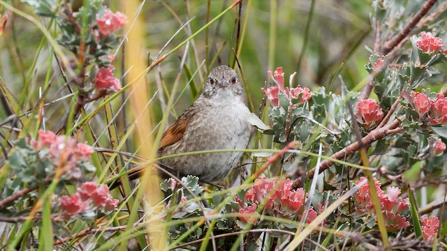 Dasyorne à long bec - ML647448902