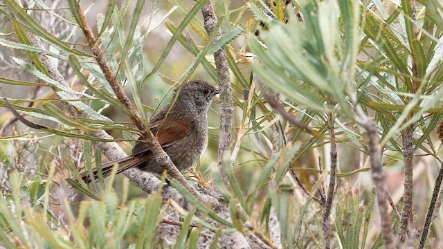 Dasyorne à long bec - ML647448903