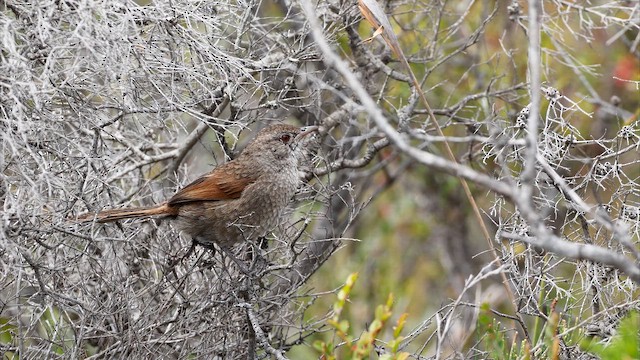 Dasyorne à long bec - ML647448904