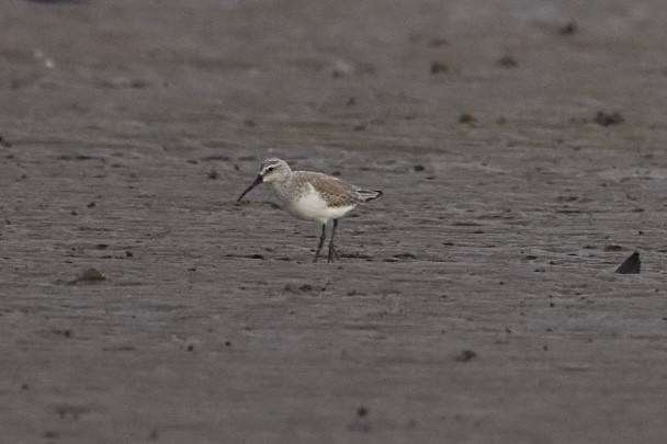 Txirri kurlinta - ML647448905